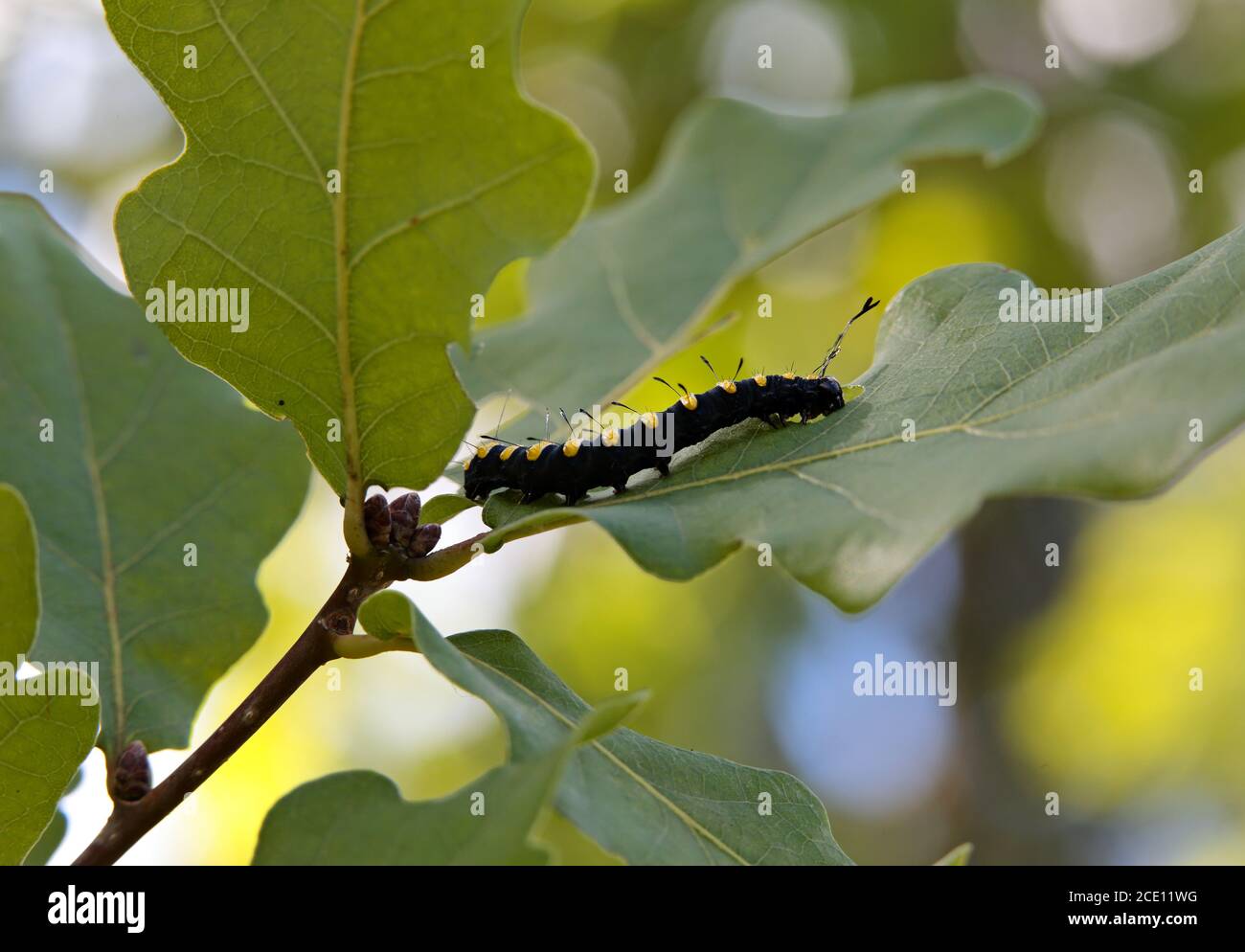 Moth caterpillar oak tree hires stock photography and images Alamy