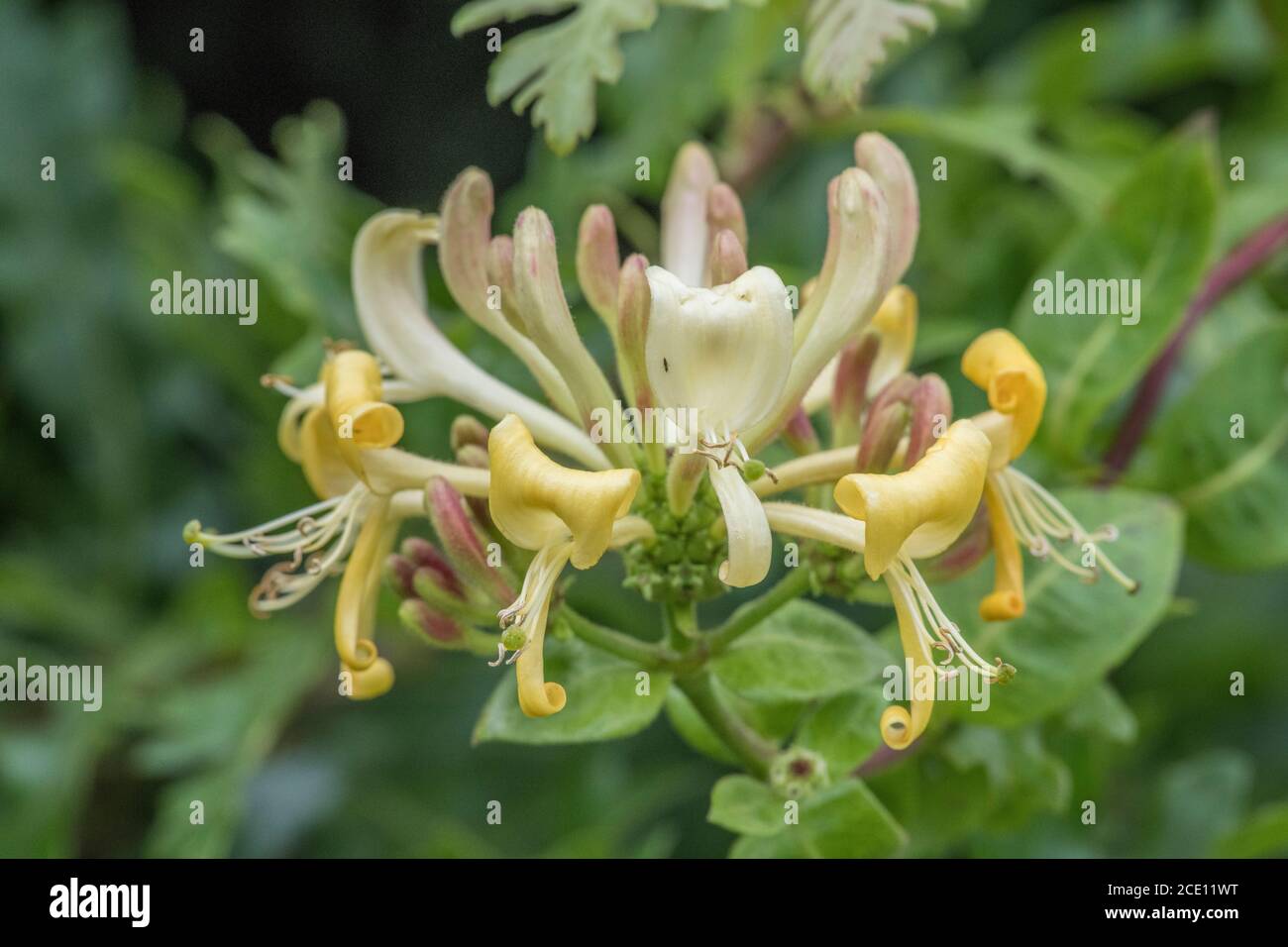 Flowers of wild Honeysuckle / Lonicera periclymenum in hedgerow with