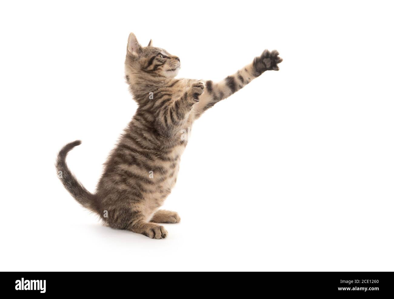 Cute baby tabby kitten playing isolated on white background Stock Photo ...