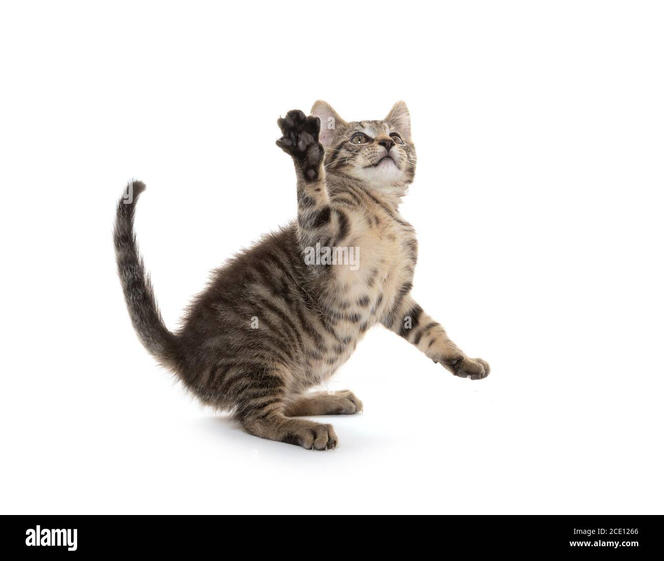 Cute baby tabby kitten playing isolated on white background Stock Photo ...