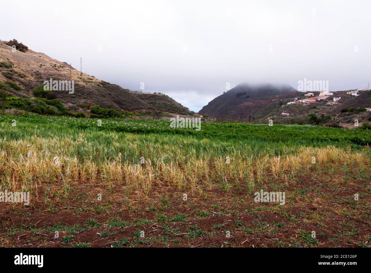Cultivation of wheat and potatoes - Stock Image