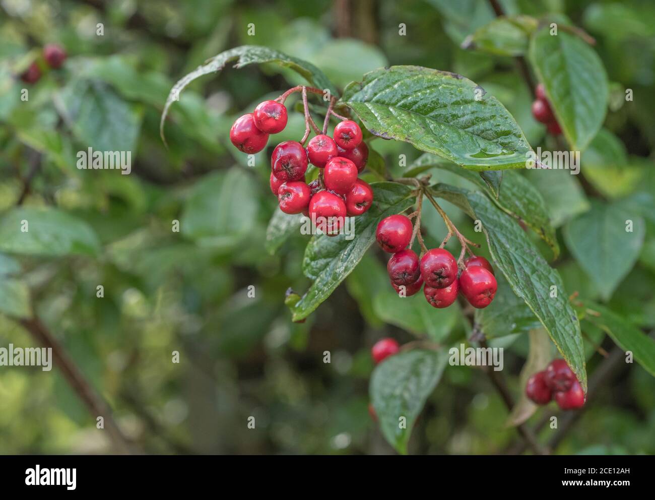 Cotatoneaster berries and leaves in hedgerow. Unsure which variety. Could be Cotoneaster franchetti, C. simonsii or other. Leaves quite large. Stock Photo