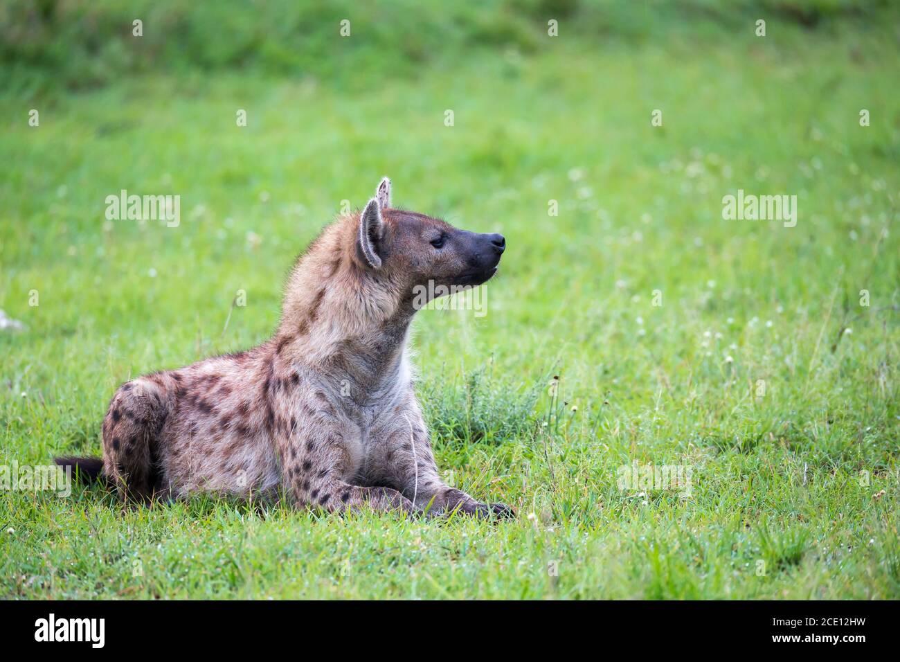 A hyena is lying in the grass in the savannah in Kenya Stock Photo