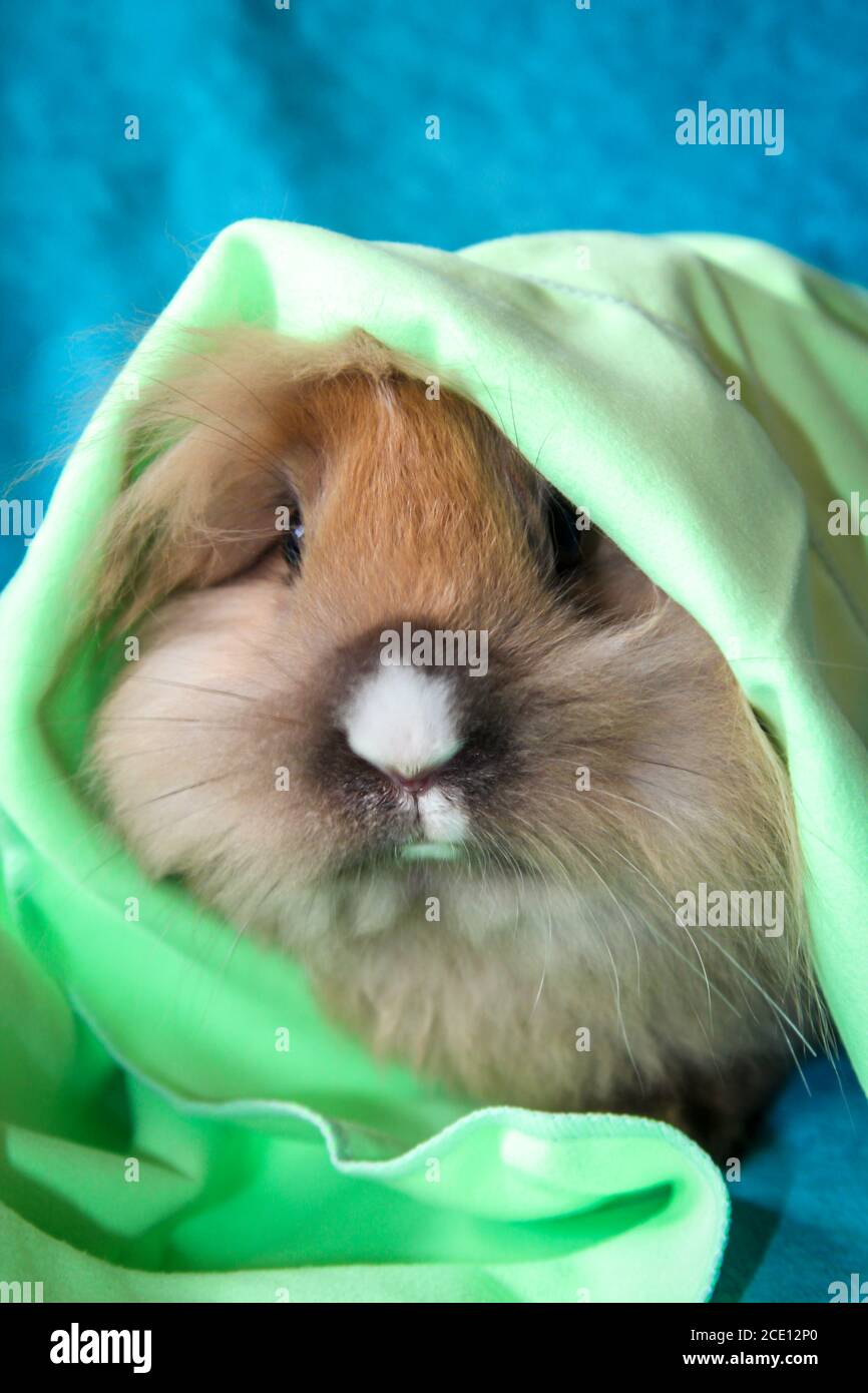 Photo shoot with a young dwarf rabbit Stock Photo