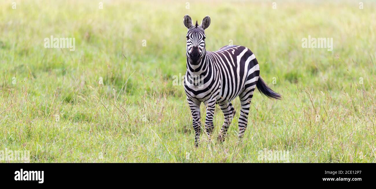 A Zebra family grazes in the savanna in close proximity to other animals Stock Photo - Alamy A Zebra family grazes in the savanna in close proximity to other animals Stock Photo - Alamy