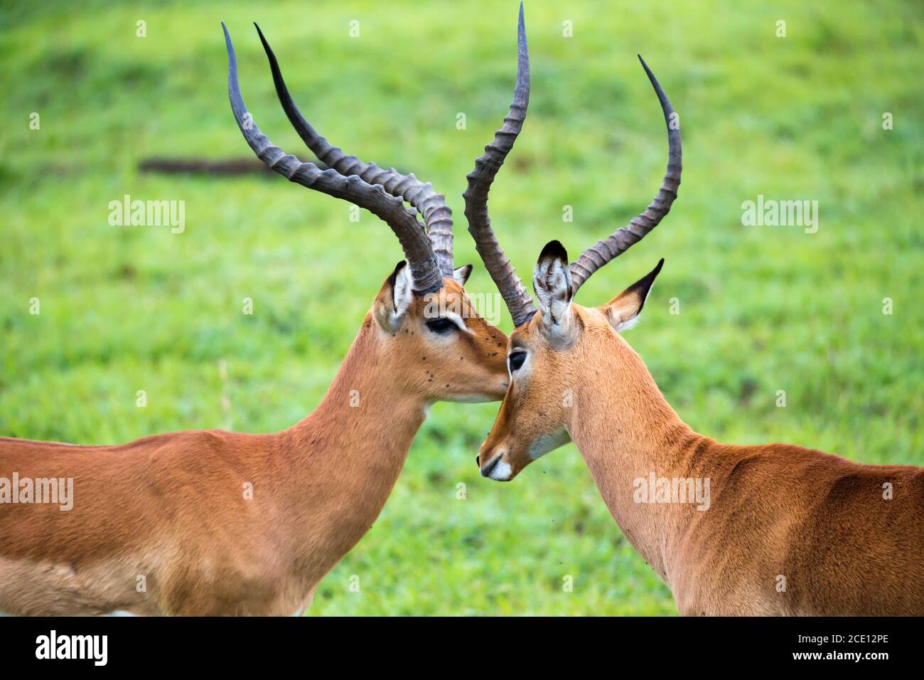 Impala family on a grass landscape in the Kenyan savannah Stock Photo
