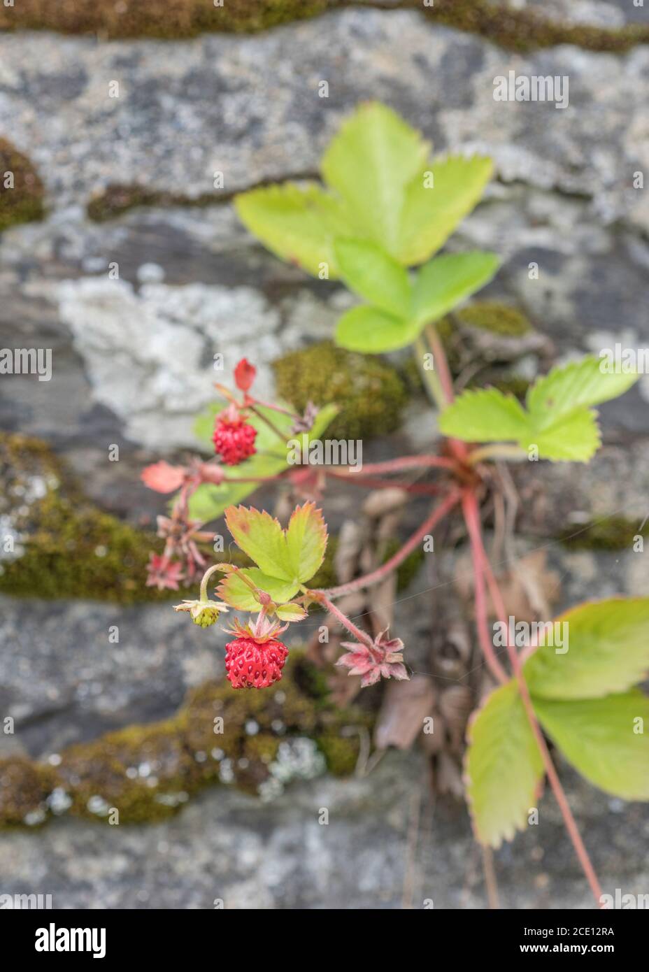 Macro close-up of early developing and tiny Wild Strawberry / Fragaria vesca fruits in August sunshine. A real hedgerow / countryside wild food treat! Stock Photo