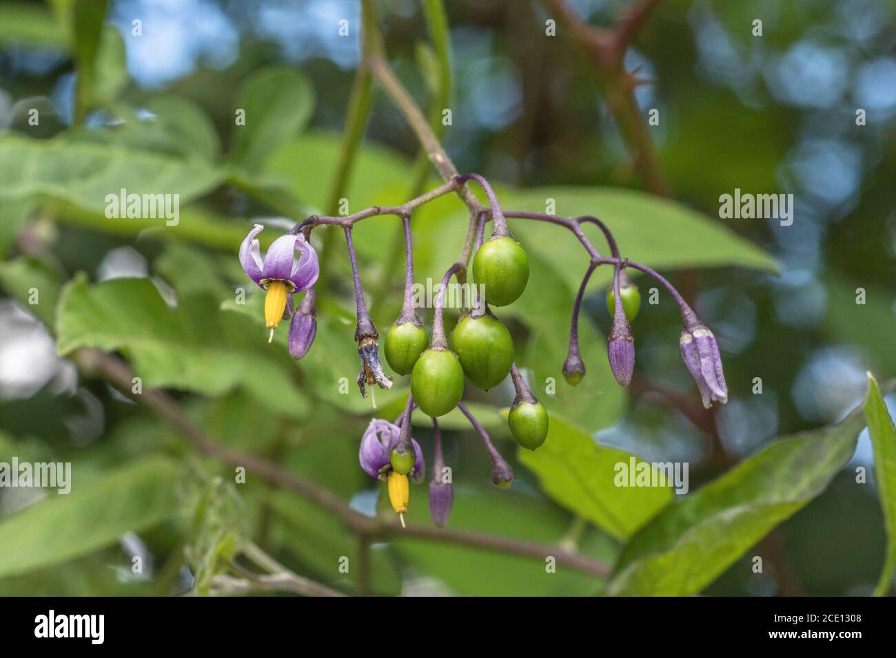 Ripening poisonous berries of Solanum dulcamara - Bittersweet / Woody Nightshade, & purple flowers. Once used as a medicinal plant in herbal remedies. Stock Photo