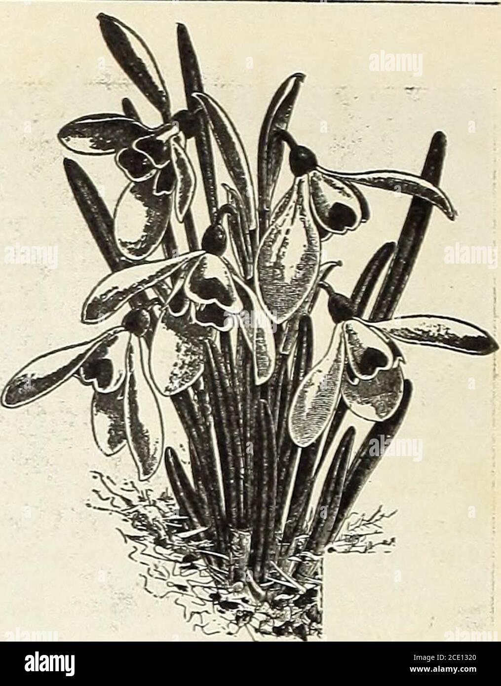 . Henderson's bulb-bargains : for those who place their orders this spring for shipment during summer and fall . ORNITHOOALUM ARABICUM. SNOWDROPS. MISCELLANEOUS BULBS. LILY OF THE VALLEY. See page 12 N AEG ALIA Mixed Varieties, greenhouse bulbous plants. .. NERINE Sarniensis, tlie Guernsey Lily, rosy red Fothergilli Major, wavy petalUd vermilion flowers... OXALIS ALBA, pure white Bo weii, rich crimson, large flowers Bermuda Buttercup, large yellow Lutea or Cernuua, canary yellow Lutea Flora Plena, double bright yellow. Rosea, deep rose pink Versicolor, crimson with white centre....Grand Duclie Stock Photo
