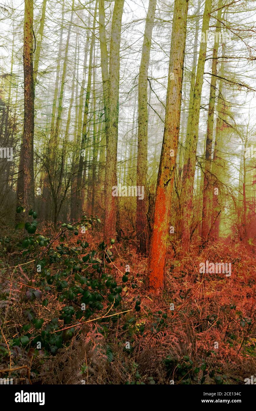 Woodland pine trees hi-res stock photography and images - Alamy