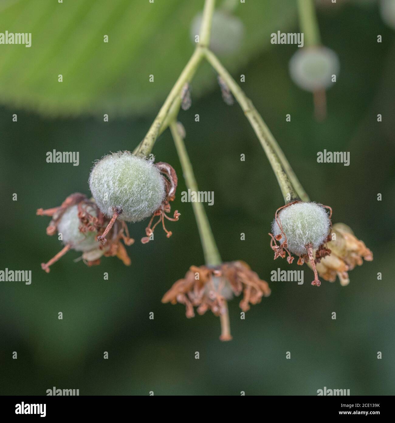 Fruits ('nuts') of what is believed to be a Common Lime / Tilia tree