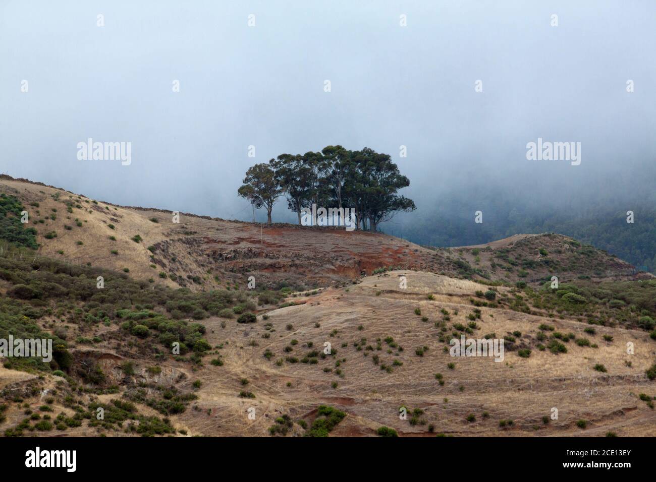 Palomino eucalyptus trees in Gran Canaria - Stock Image