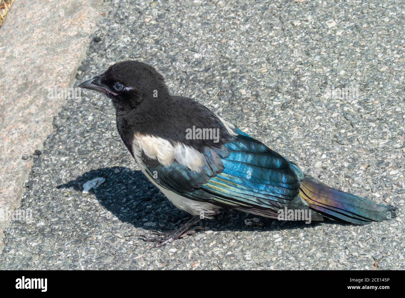 Juvenile Magpie Stock Photo - Alamy