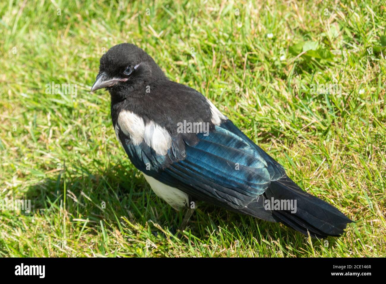 Juvenile Magpie Stock Photo - Alamy