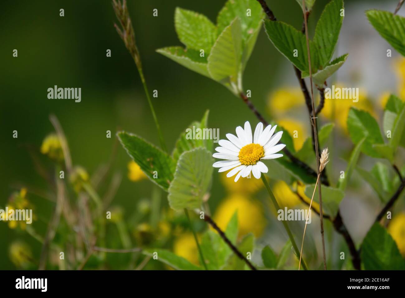 natural daisy flower Stock Photo