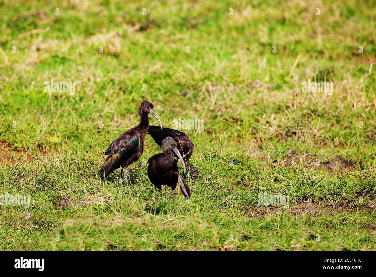 The glossy ibis is a wading bird it's family Threskiornithidae in wildness of African landscape in Kenya Stock Photo