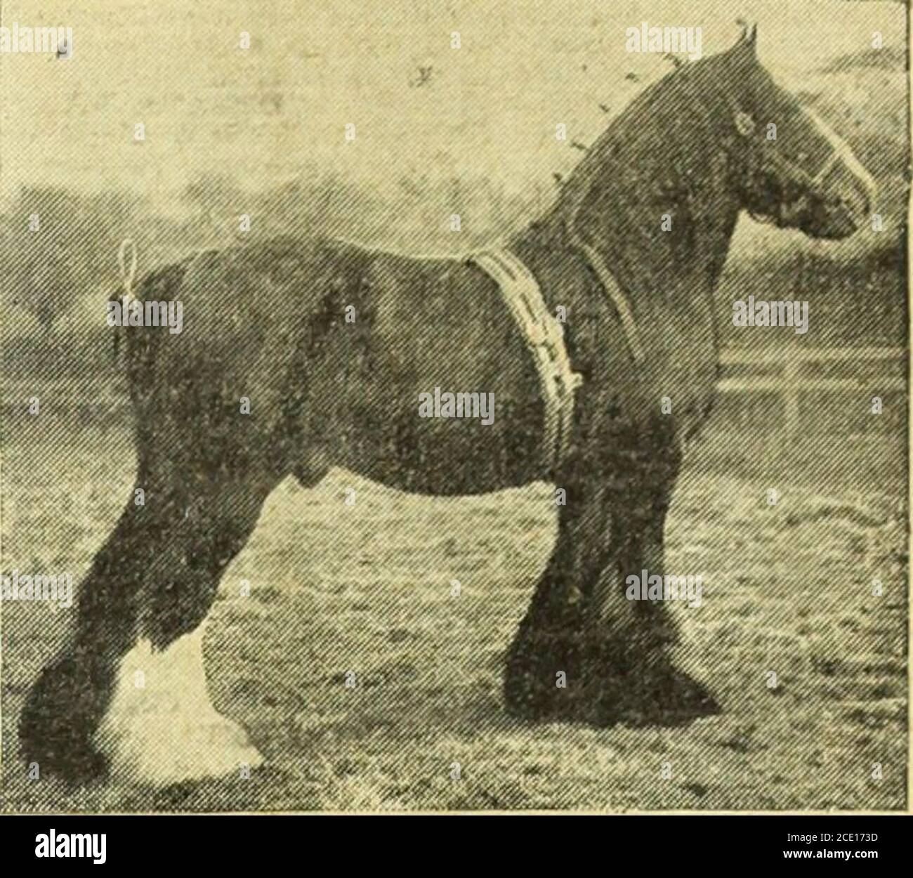 Farmer And Stockbreeder Ontractor For Live Stock Toh M Government The Universities Railway Cos Corpora Tions C Supply Weighty Cart Geldings Suitable For Townwork Medium And Light Vanners Pedigree Shires Hunters Harne