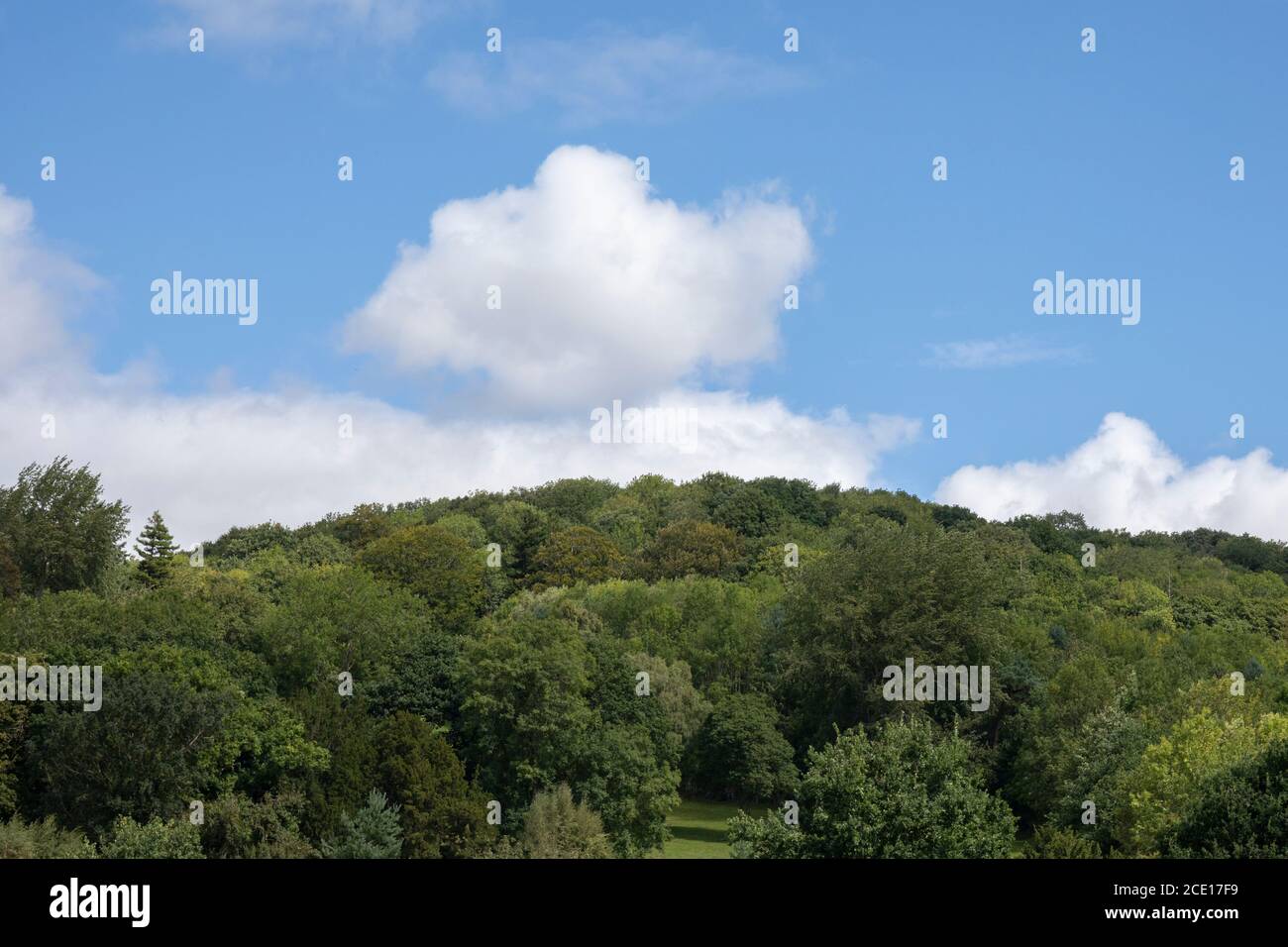 Uk woodland trees sky summer hi-res stock photography and images - Alamy