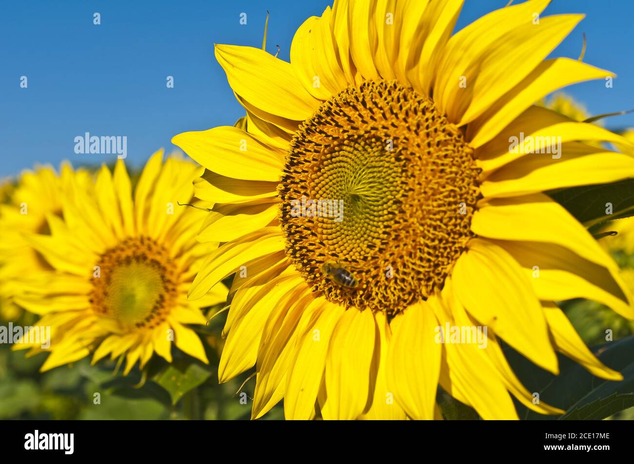 close up of sunflower on field Stock Photo - Alamy