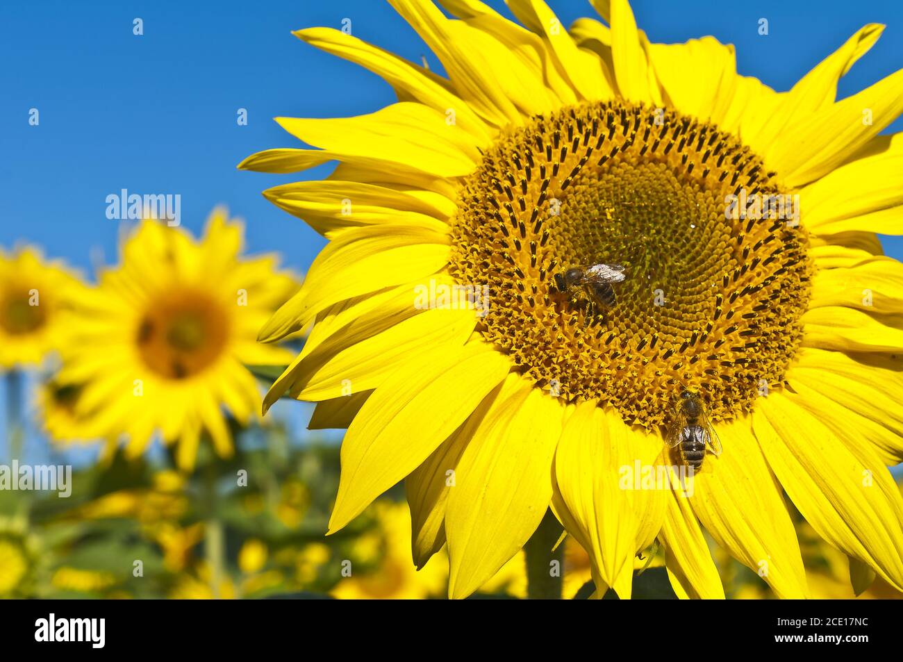 Close up of sunflower hi-res stock photography and images - Alamy