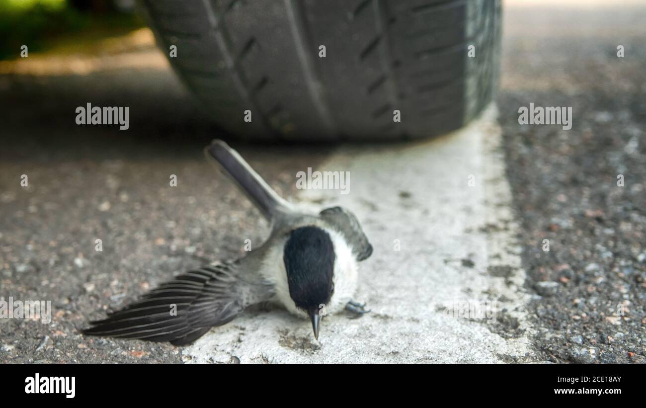 Half-dead tit hit by a car on the road Stock Photo