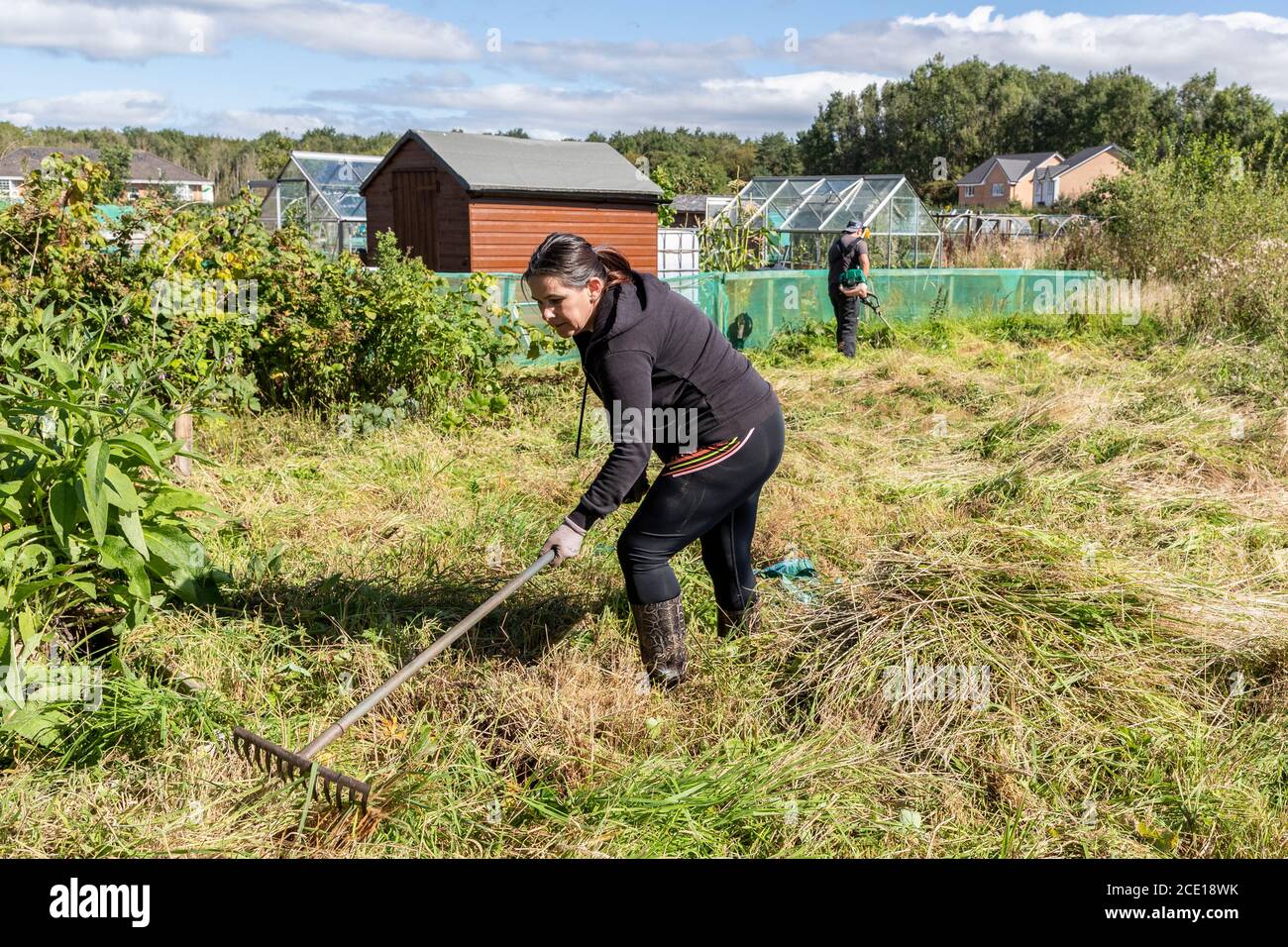 Woman raking grass and weeds after its been cut on an overgrown garden, Kilwinning, Ayrshire, Scotland, UK Stock Photo