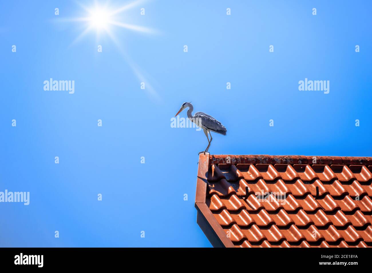 Heron on a red roof Stock Photo