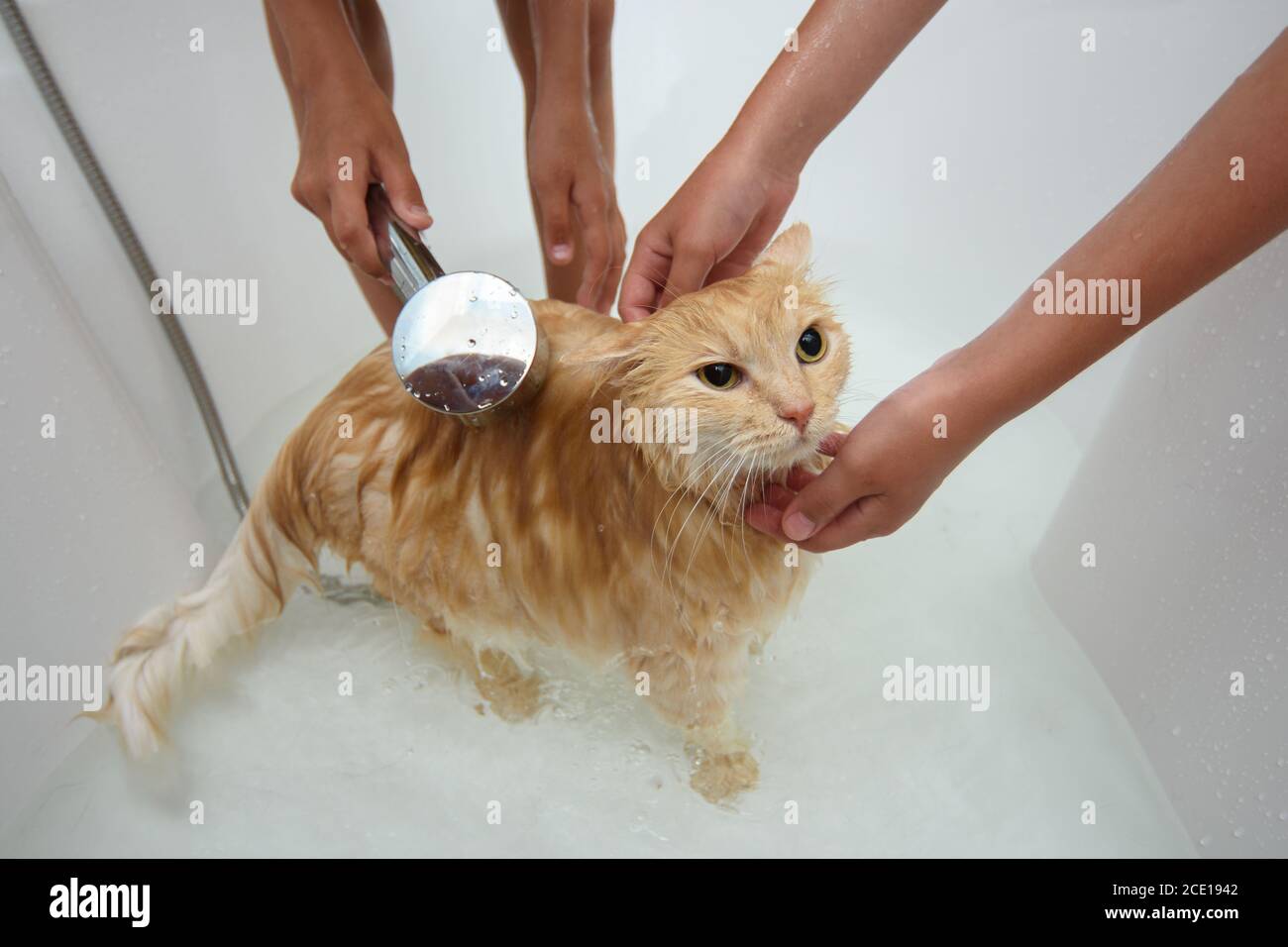 Children shower a domestic cat that sits in a large bathroom with shower water. Stock Photo