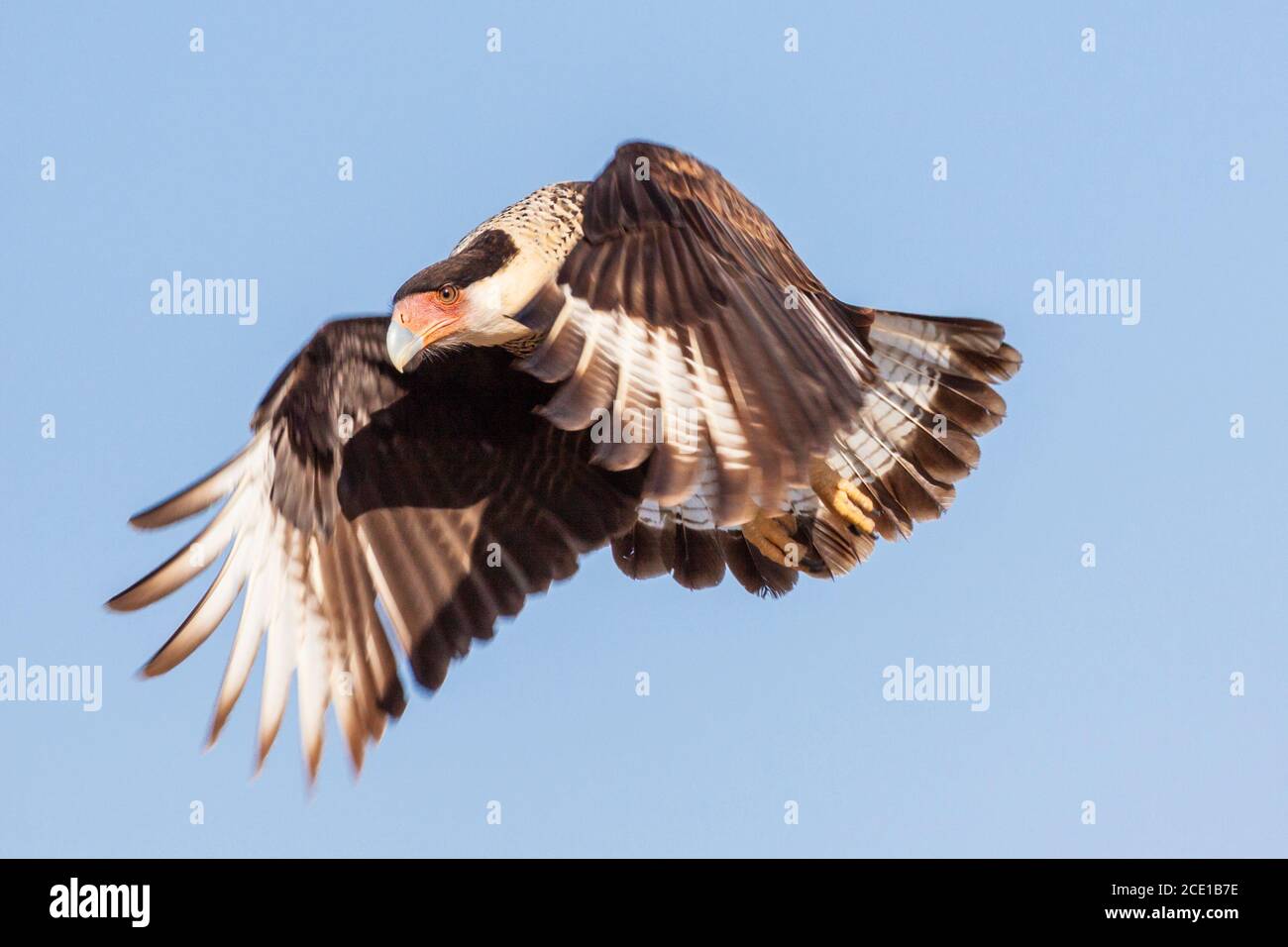 Crested Caracara, Caracara cheriway, (older name - polyborus plancus) at the Javelina-Martin ranch and refuge near McAllen, Texas. Stock Photo