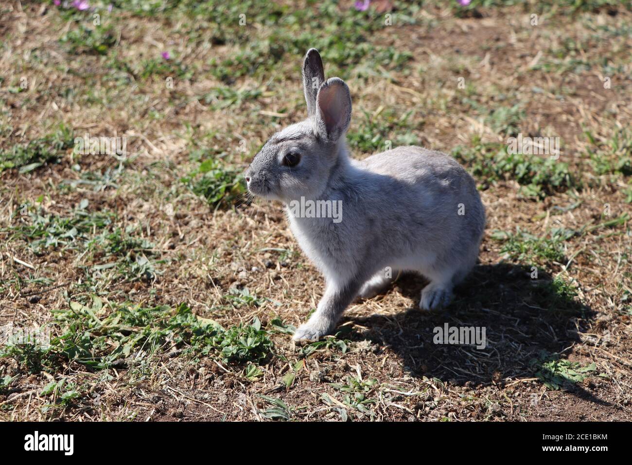 sweet bunny rabbits in the park Stock Photo