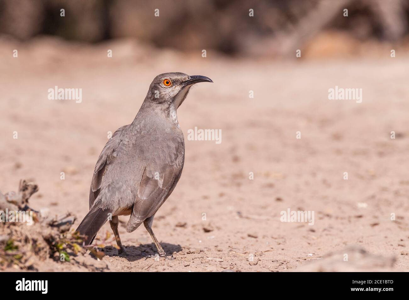 Curve-billed Thrasher, Toxostoma curvirostre at the Javelina-Martin ranch and refuge near McAllen, Texas, in the Rio Grande Valley. Stock Photo