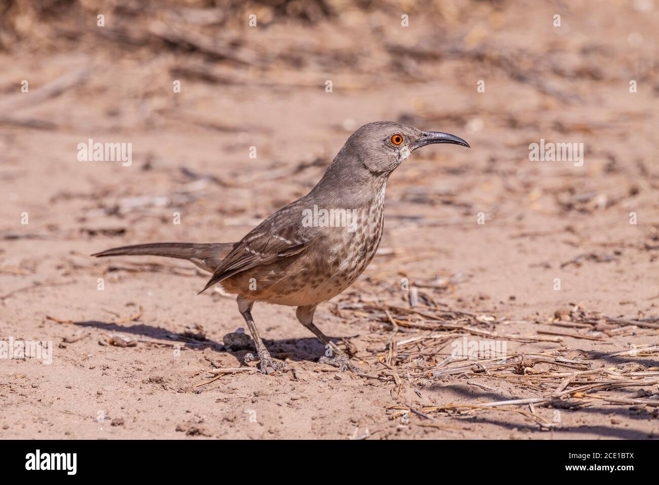 Curve-billed Thrasher, Toxostoma curvirostre, at the Javelina-Martin ranch and refuge near McAllen, Texas, in the Rio Grande Valley. Stock Photo