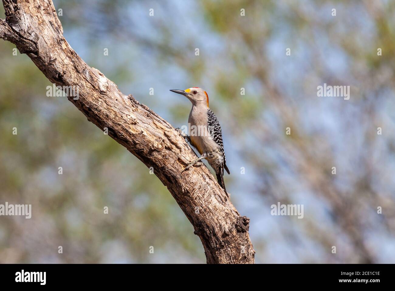 Male Golden-fronted Woodpecker, Melanerpes aurifrons, at the Javelina-Martin ranch and refuge near McAllen, Texas, in the Rio Grande Valley. Stock Photo