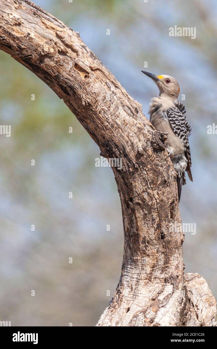 Female Golden-fronted Woodpecker, Melanerpes aurifrons, at the Javelina-Martin ranch and refuge near McAllen, Texas, in the Rio Grande Valley. Stock Photo