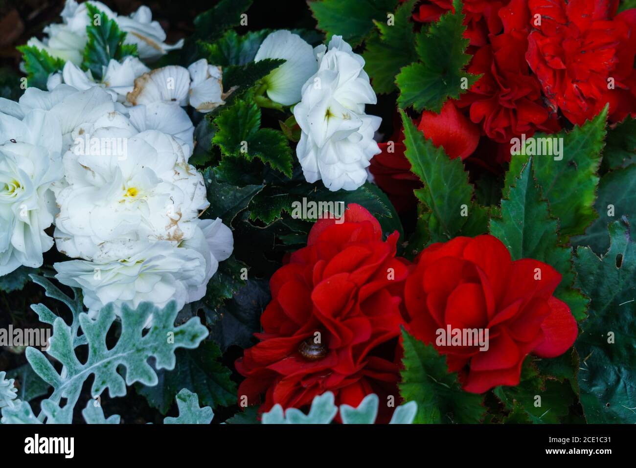 White and red begonia flowers among bright green leaves growing in a flower pot Stock Photo