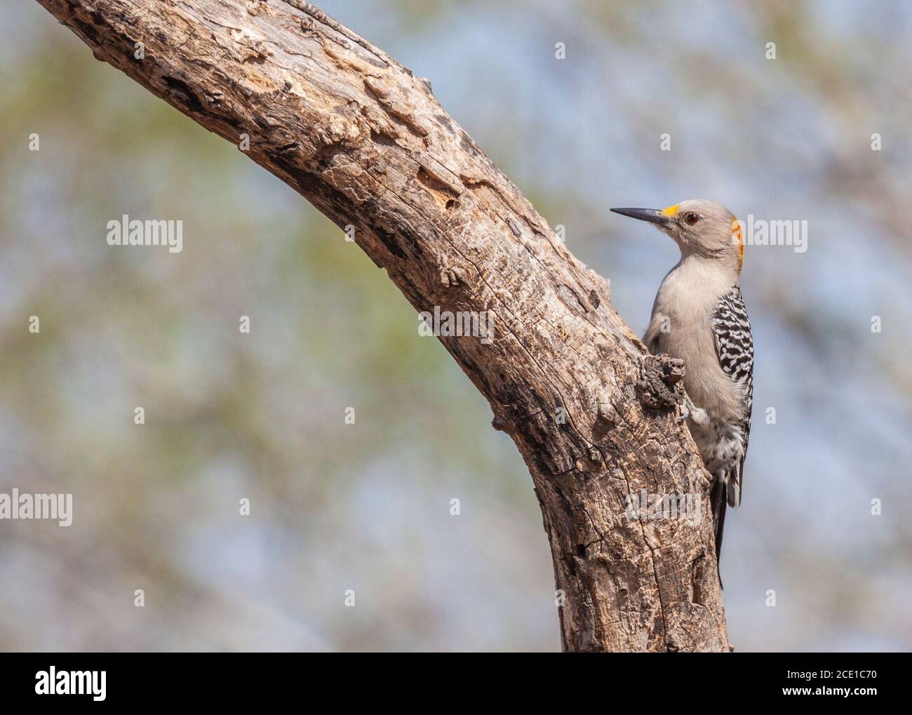 Female Golden-fronted Woodpecker, Melanerpes aurifrons, at the Javelina-Martin ranch and refuge near McAllen, Texas, in the Rio Grande Valley. Stock Photo