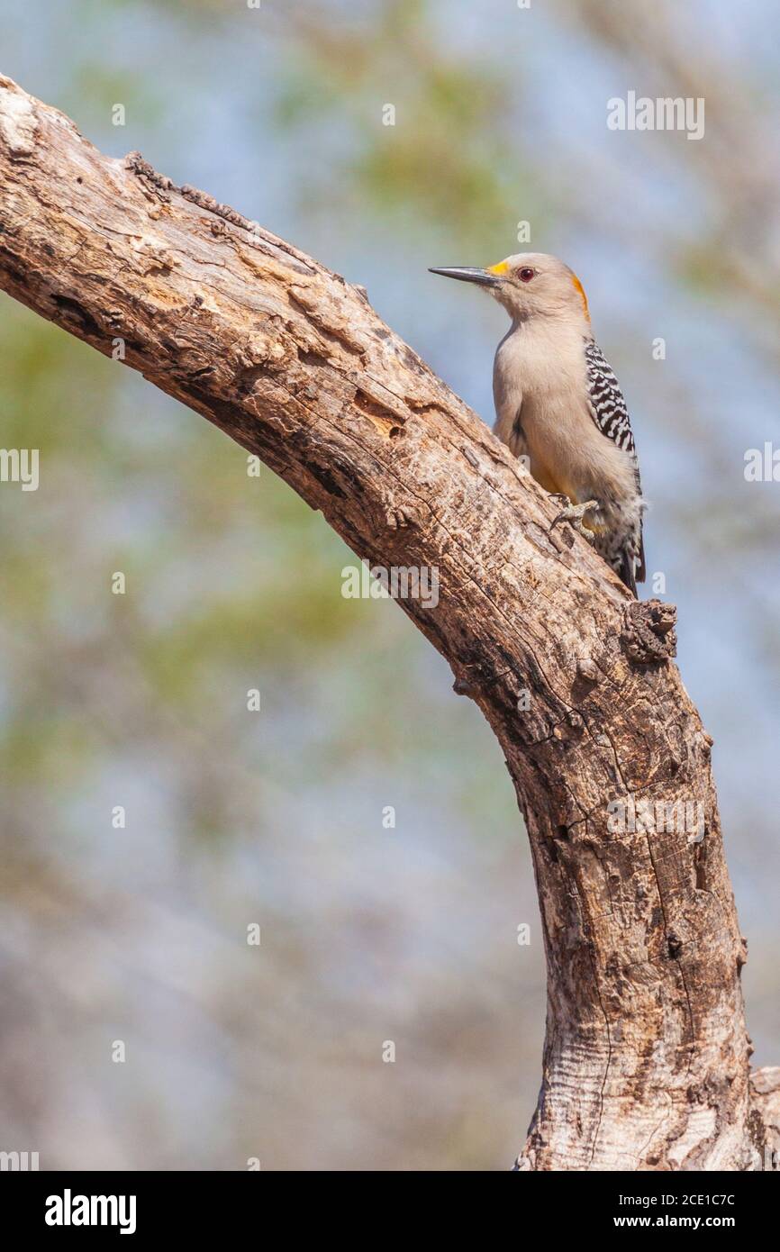 Golden-fronted Woodpecker, Melanerpes aurifrons, at the Javelina-Martin ranch and refuge near McAllen, Texas, in the Rio Grande Valley. Stock Photo
