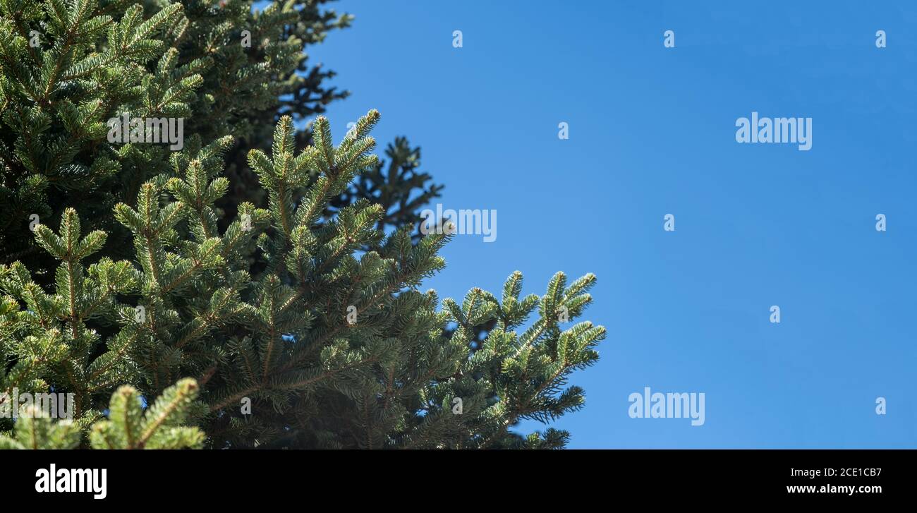 Fir spruce tree part against clear blue sky background. Coniferous pine twig fresh needles, evergreen plant closeup view. Copy space, banner. Stock Photo