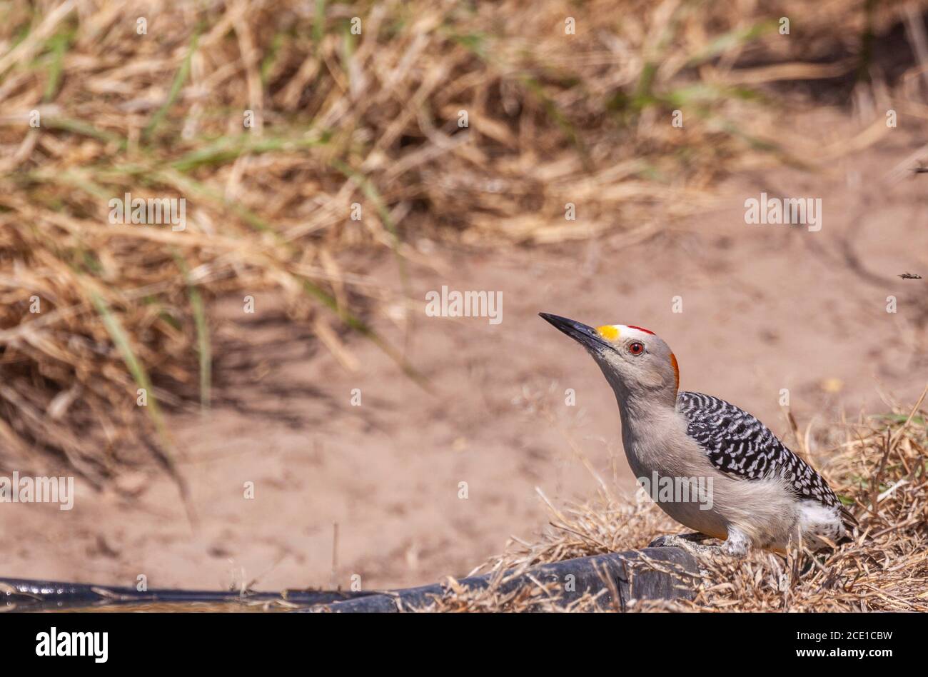 Male Golden-fronted Woodpecker, Melanerpes aurifrons, at the Javelina-Martin ranch and refuge near McAllen, Texas, in the Rio Grande Valley. Stock Photo