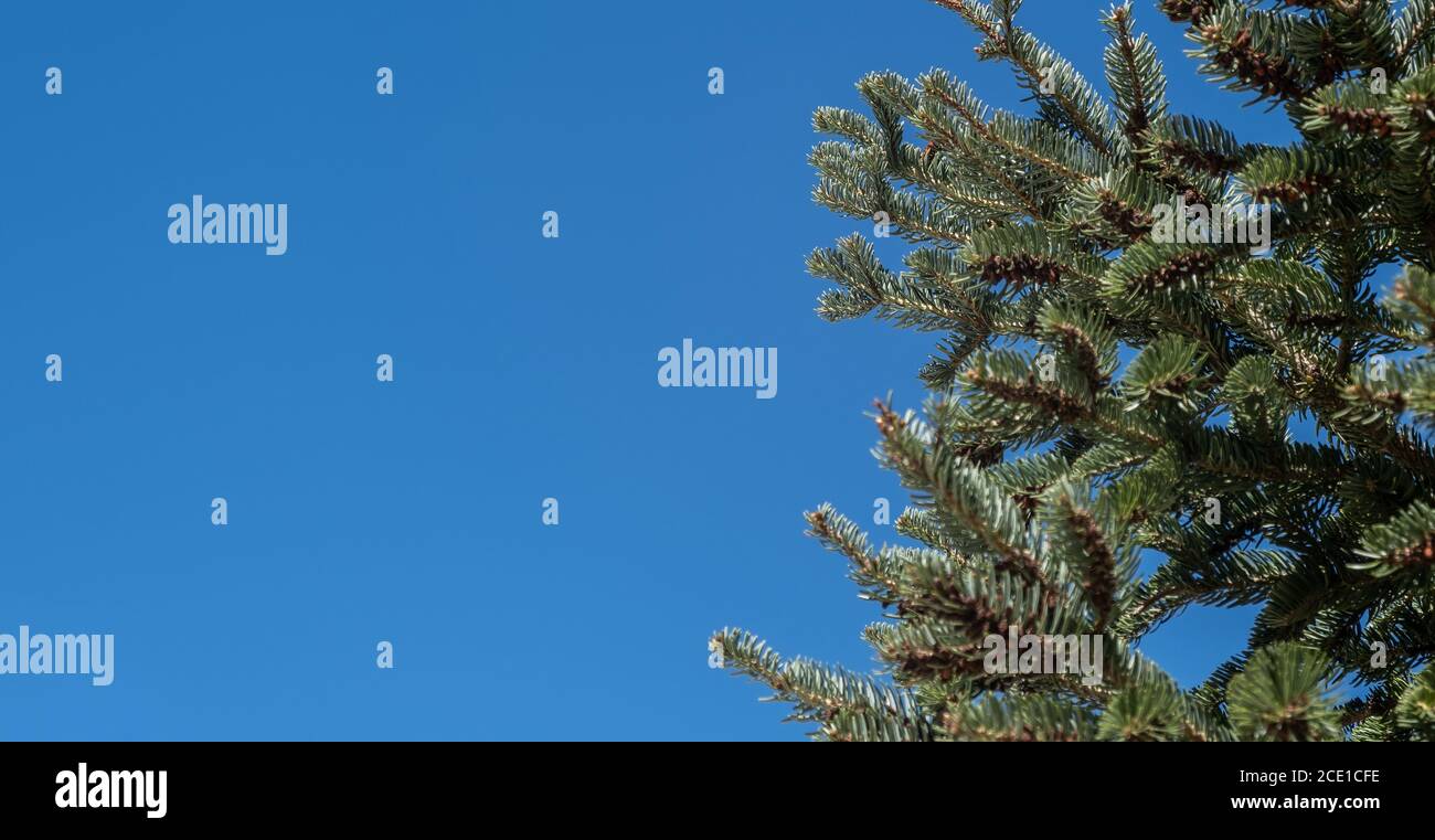 Spruce tree part against clear blue sky background. Coniferous fir branch fresh needles, evergreen plant closeup view. Copy space, banner. Stock Photo
