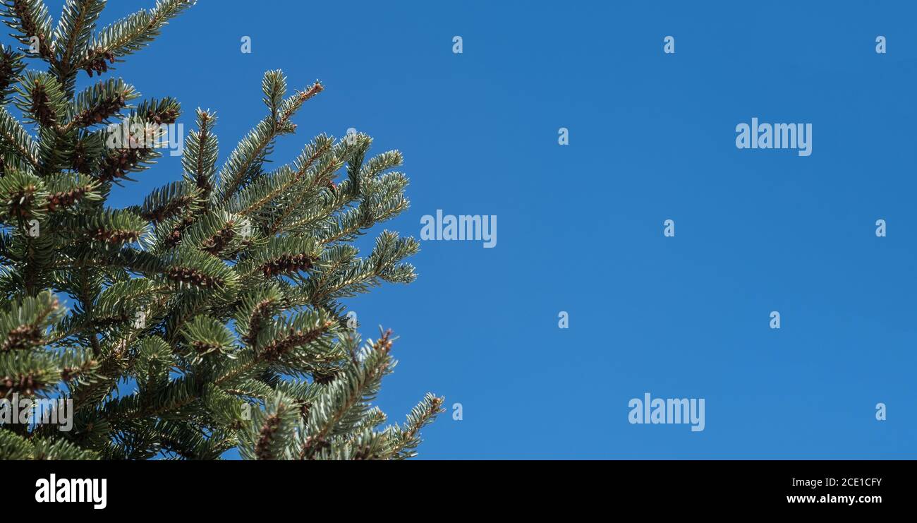 Spruce tree part against clear blue sky background. Coniferous fir branch fresh needles, evergreen plant closeup view. Copy space, banner. Stock Photo