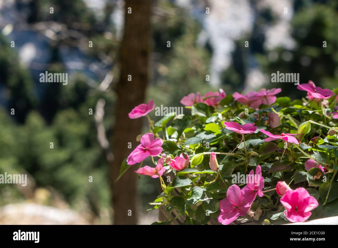 Pink flowers impatiens walleriana, busy Lizzie, balsam, sultana, blooming. Green perennial bush with lanceolate leaves. Blur nature background. Stock Photo