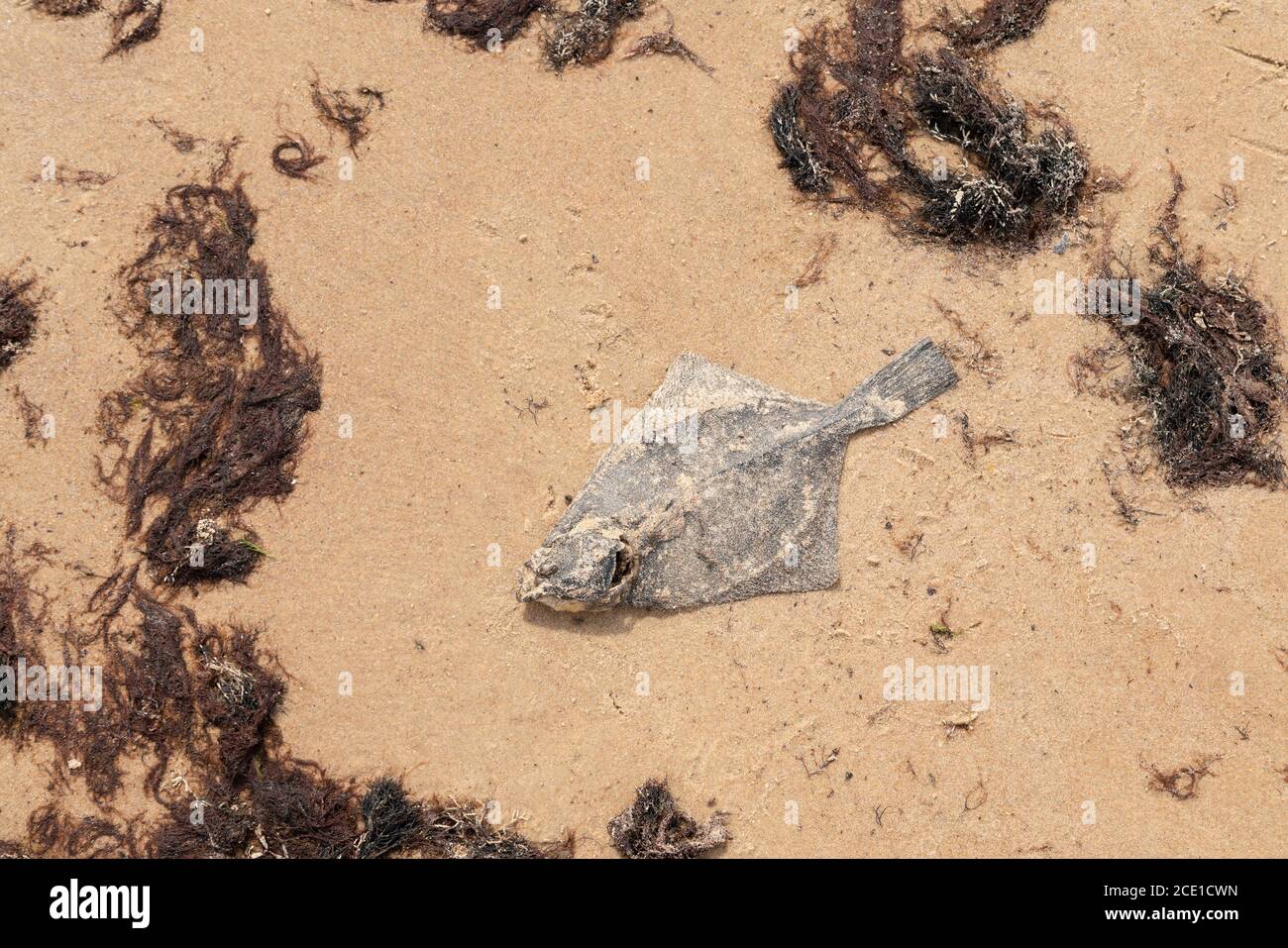 Dead flatfish on the sand at the sea shore. Water pollution, environmental disaster. Dead fish