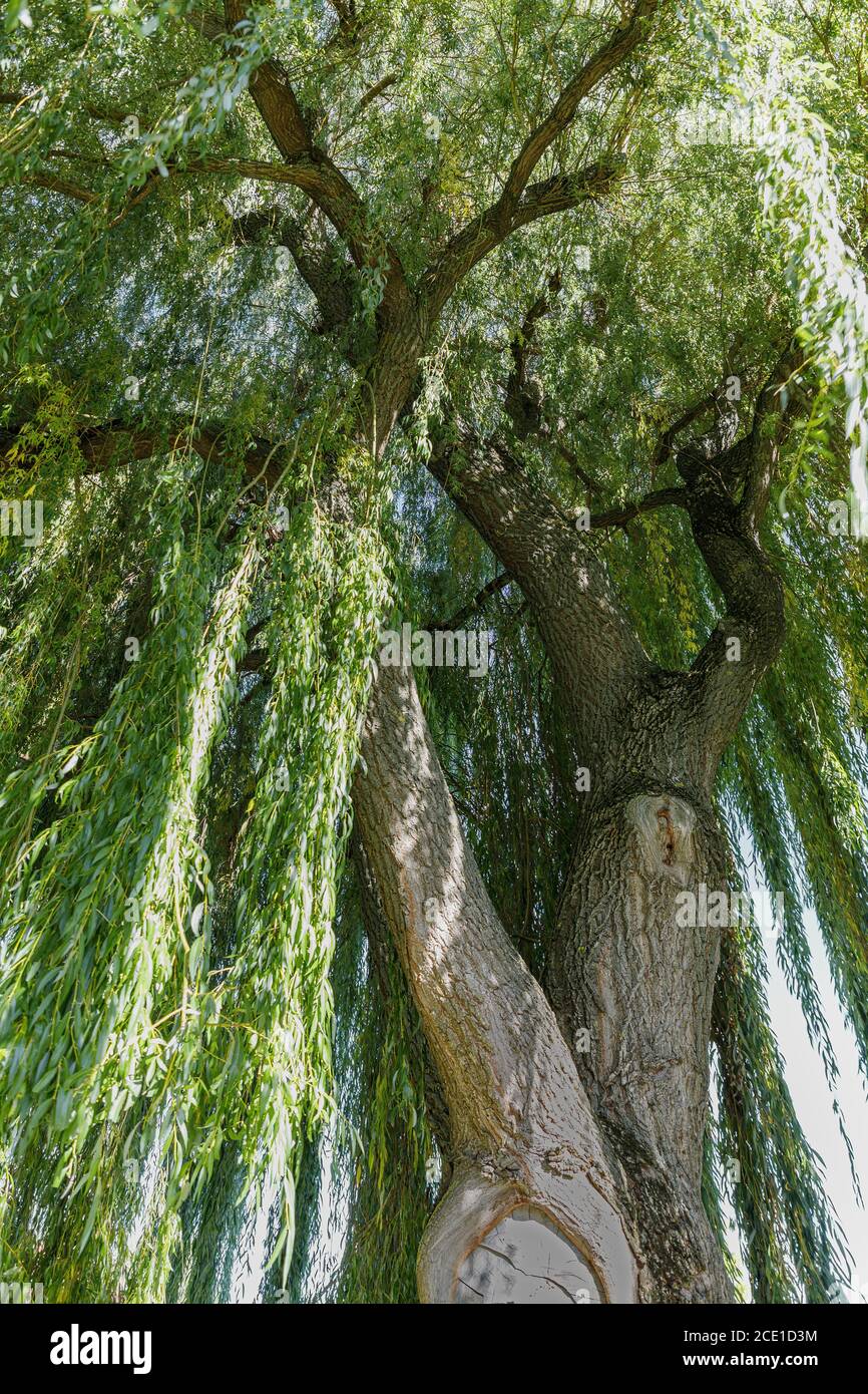 The autumnal crown of a mighty weeping willow Stock Photo - Alamy