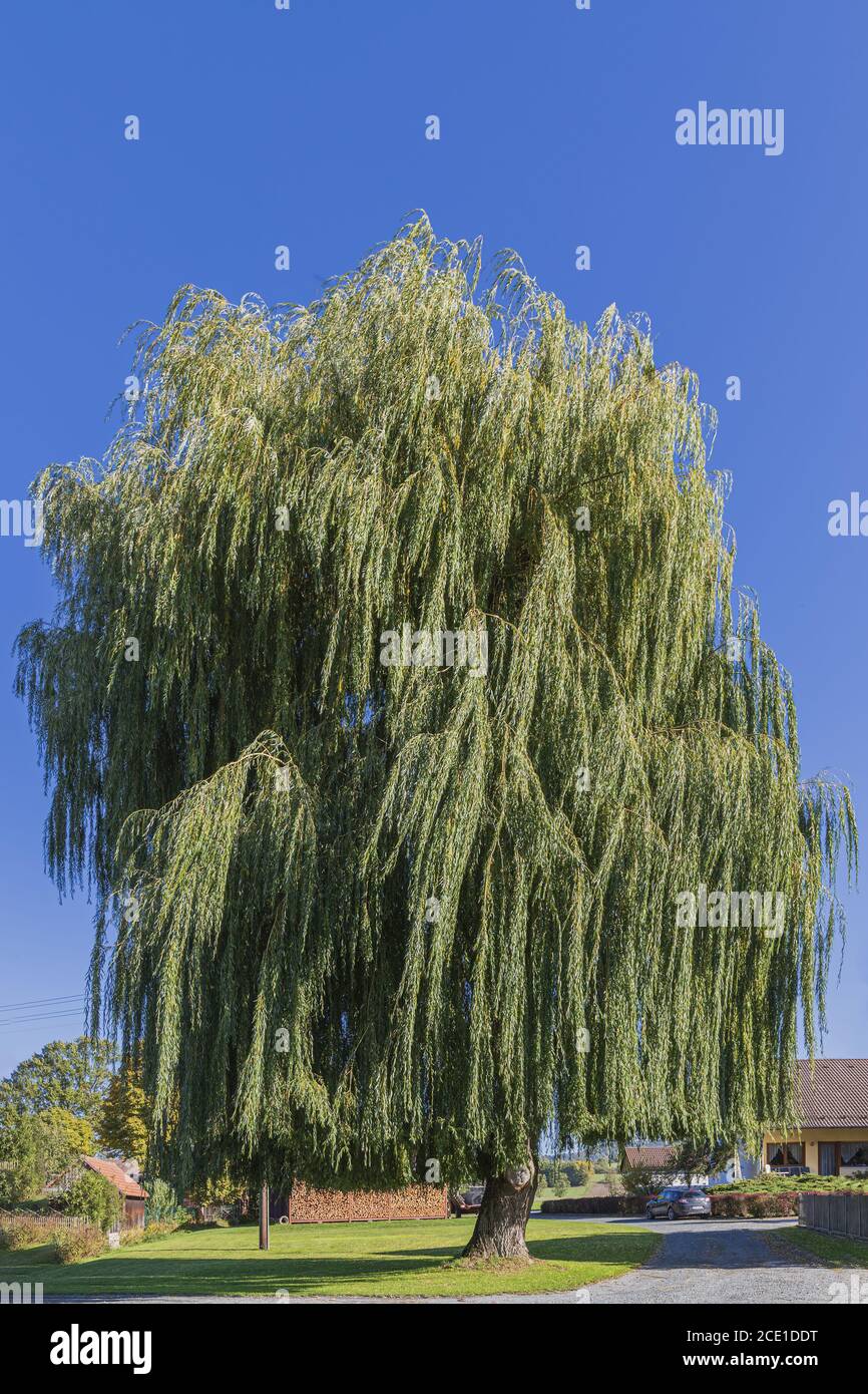 Weeping willow in front of a blue sky in rural surroundings Stock Photo