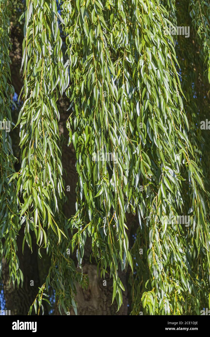 leaves and branches of a weeping willow in autumn Stock Photo