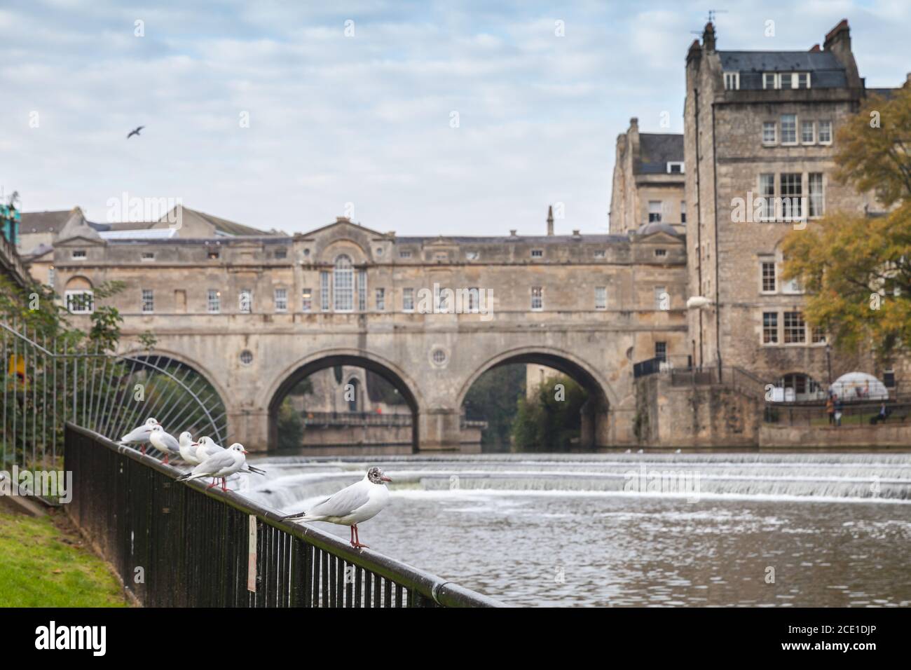 Seagulls are in Bath old town with the Pulteney Bridge on a background, United Kingdom Stock Photo