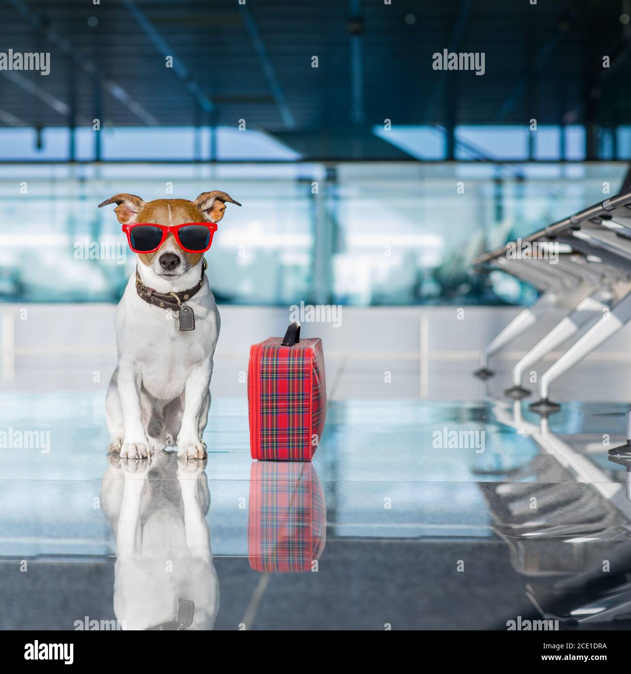 dog in airport terminal on vacation Stock Photo Alamy