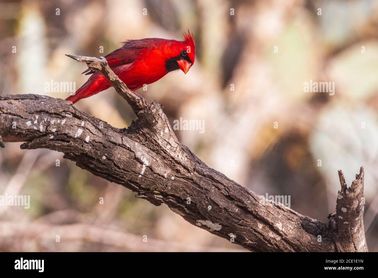 Northern Cardinal, Cardinalis cardinalis, at the Javelina-Martin ranch and refuge near McAllen, Texas, in the Rio Grande Valley. Stock Photo