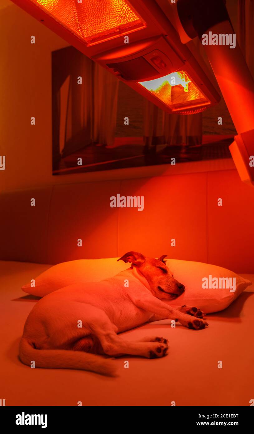 red light therapy dog Stock Photo Alamy